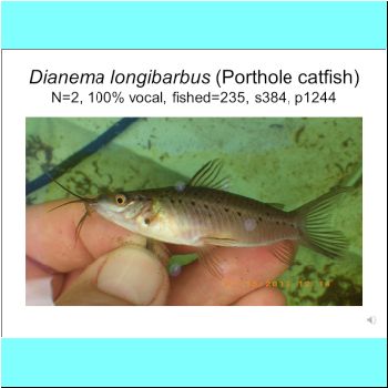 Dianema longibarbus.png